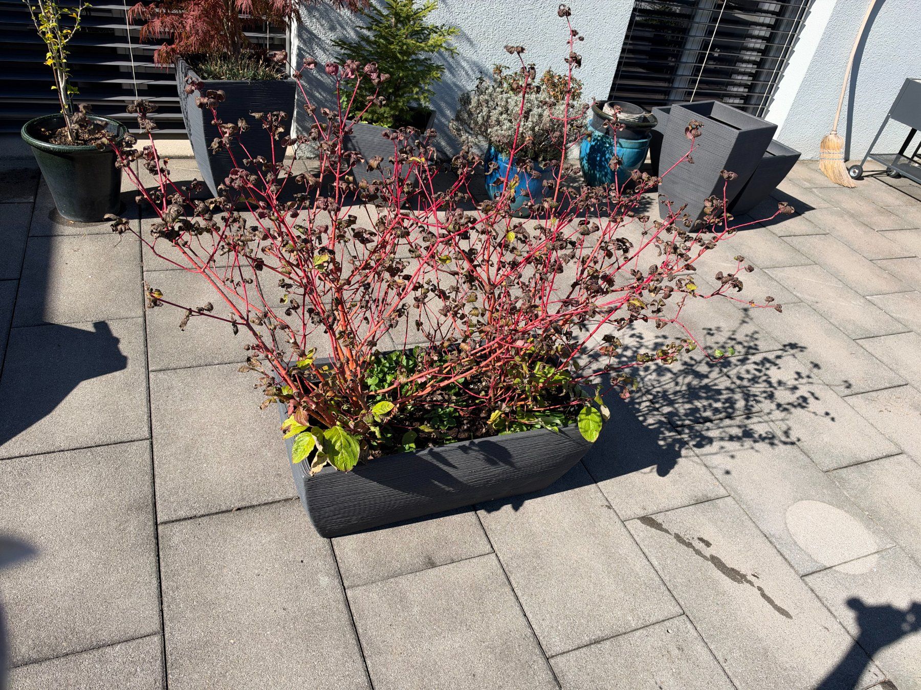 Piante & sementi: Echter Hartigal – Usato da Root venduto da calmchris 1