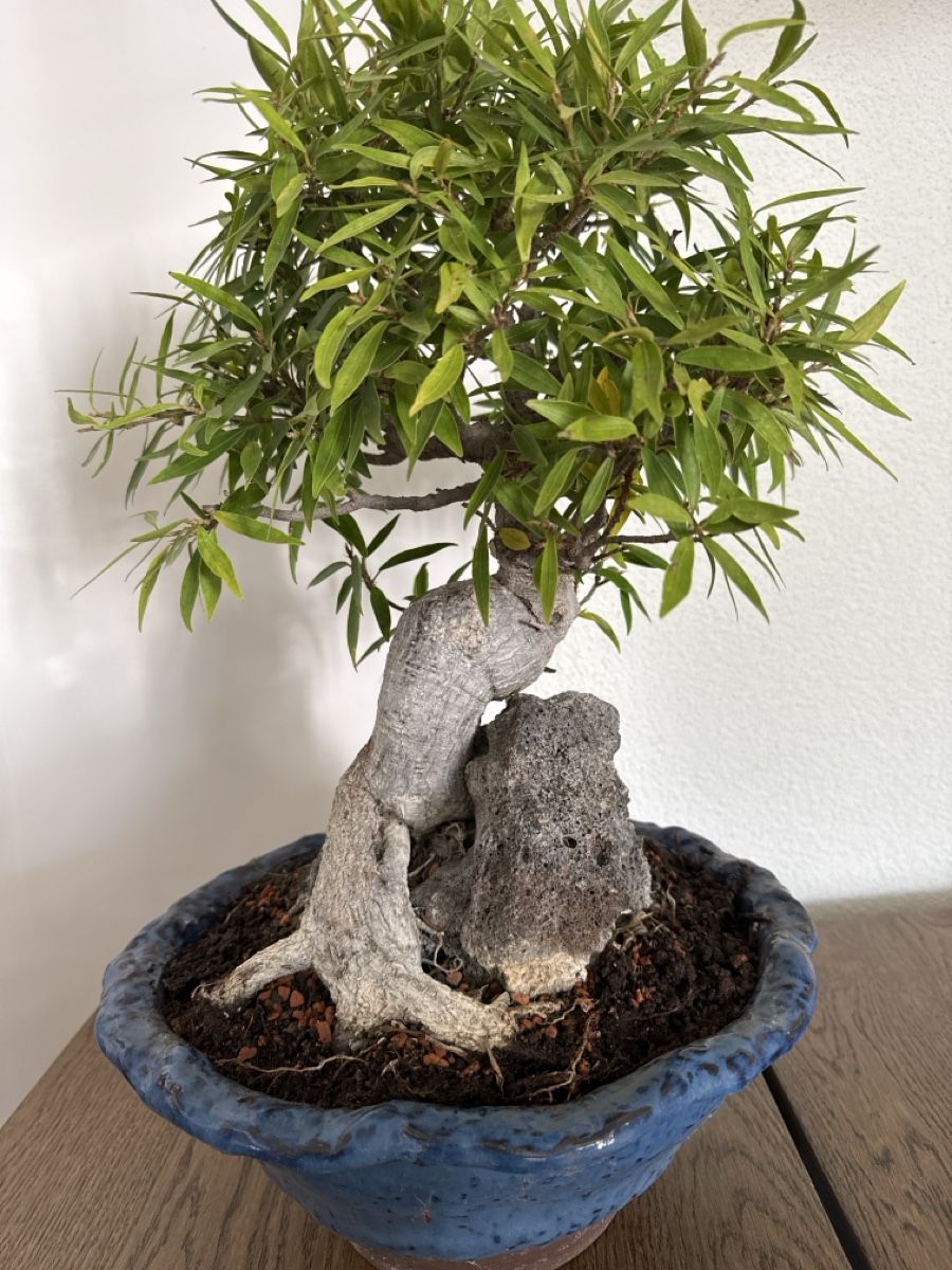 Plantes & graines: Ficus Nerifolia small leaf Ficus – D'occasion à Bülach par Suters0403 1