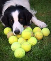 100 Tennisbälle als geliebtes Spielzeug