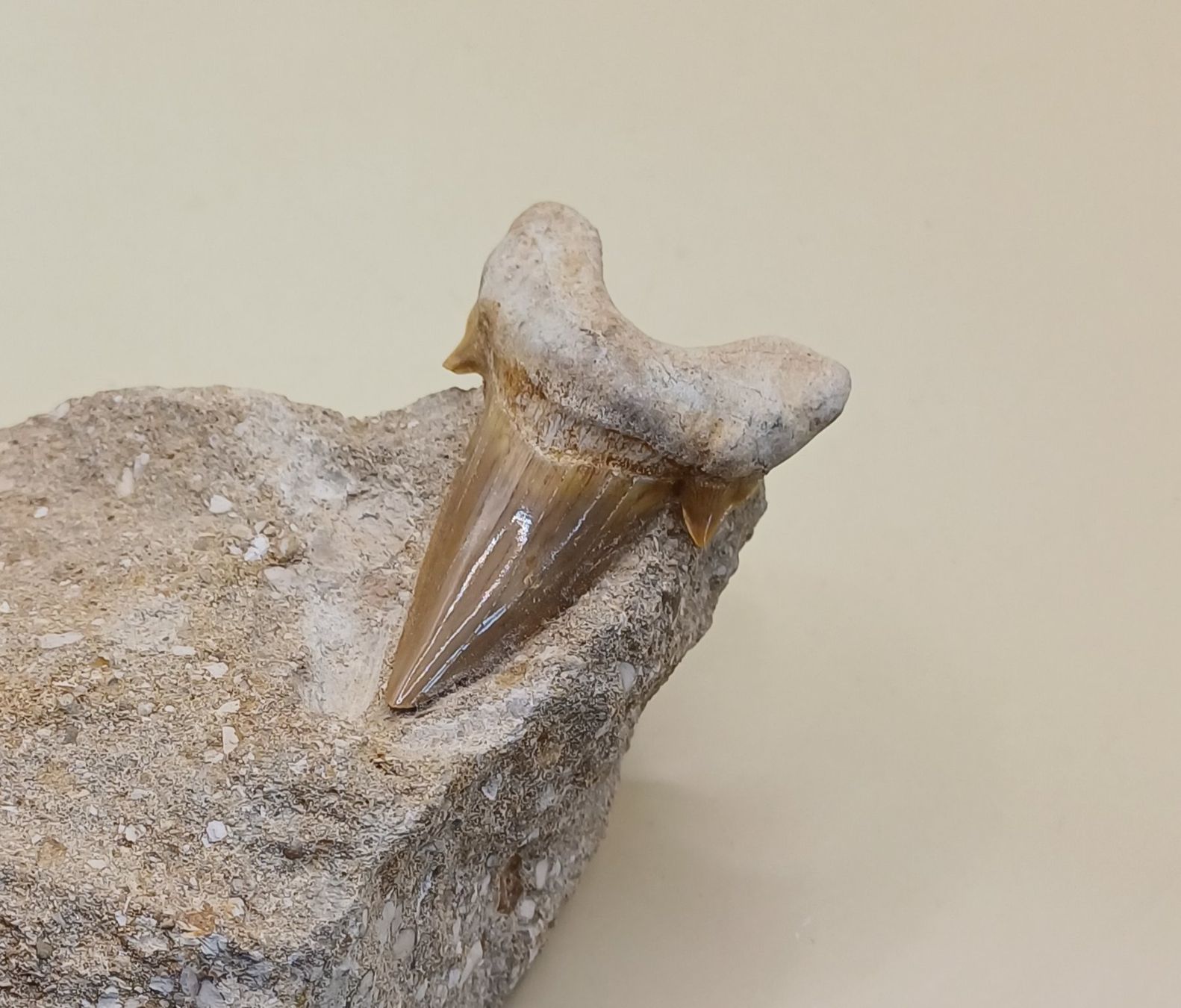 Fossili: Fossiler HAIFISCH ZAHN auf Matrix – Usato da Brittnau venduto da simionius 1