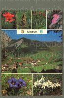 AK color Malbun FL 7-fach- Multibild ≈ 2002