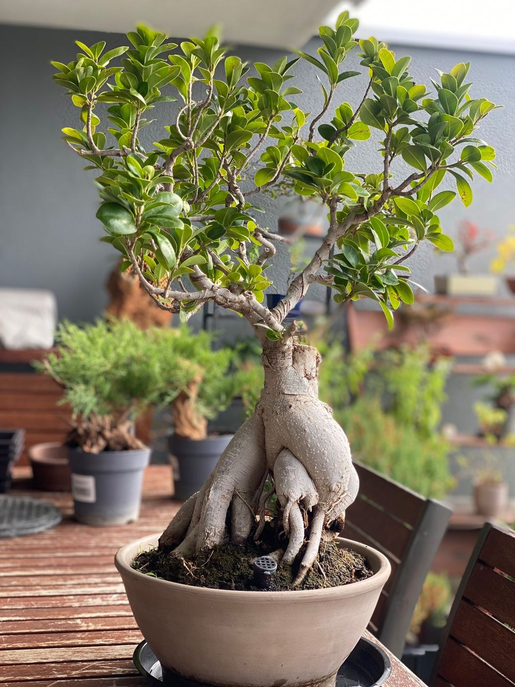Piante & sementi: Ficus – Usato da Aarau Rohr venduto da Sergiomendez 3