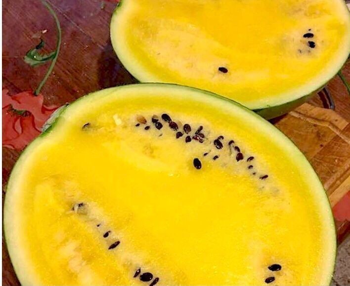 Piante & sementi: 5  stk SAMEN seltene Gelbe Wassermelone – Nuovo e nell'imballaggio originale da Rovio venduto da POSITIFFARTandPLANTS 2