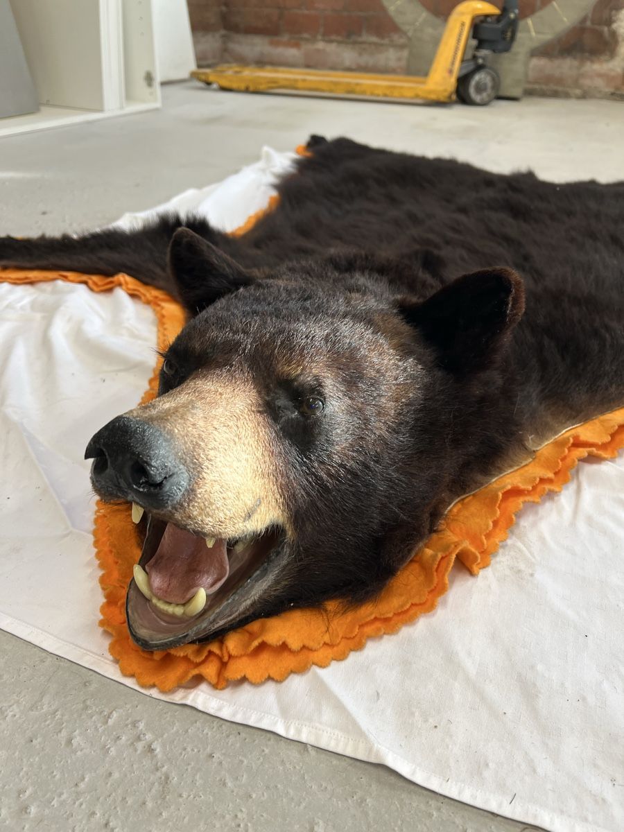 Il mondo degli animali: Schwarzbärfell aus Kanada – Usato da Euthal venduto da ruckzuckrohrfrei 3