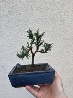 Kleiner Zypressen/Juniper Bonsai