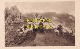Schafherde / Werbung für Knutwiler-Getränke /bd
