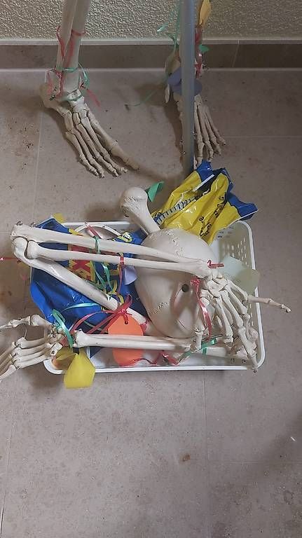 Kit di modellismo & Modellini statici: Anatomisches Skelett-Modell in Lebensgrösse  – Usato da Hochwald venduto da usc_gv9q