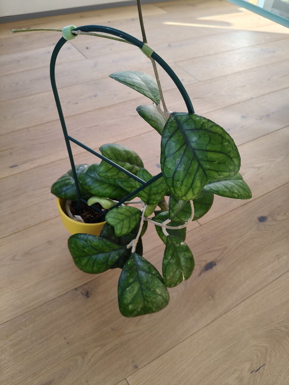 Piante & sementi: Hoya Daykeae – Usato da Chamoson venduto da Yuriyaa 4