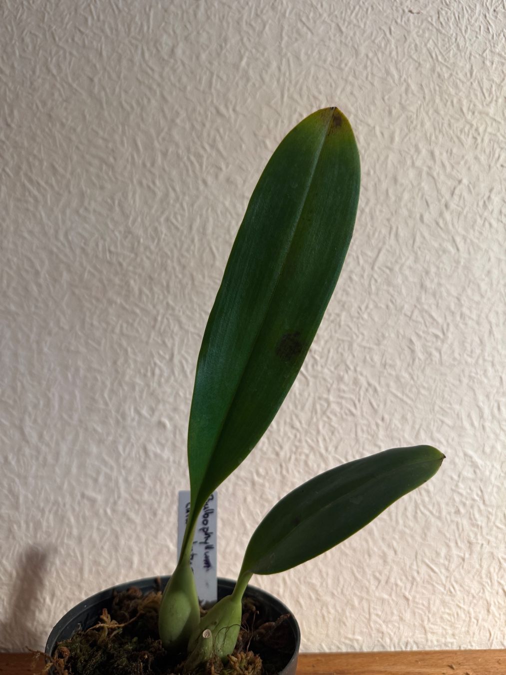 Piante & sementi: Bulbophyllum amplebracteatum subsp. carunculatum – Usato da Männedorf venduto da mrclst 1
