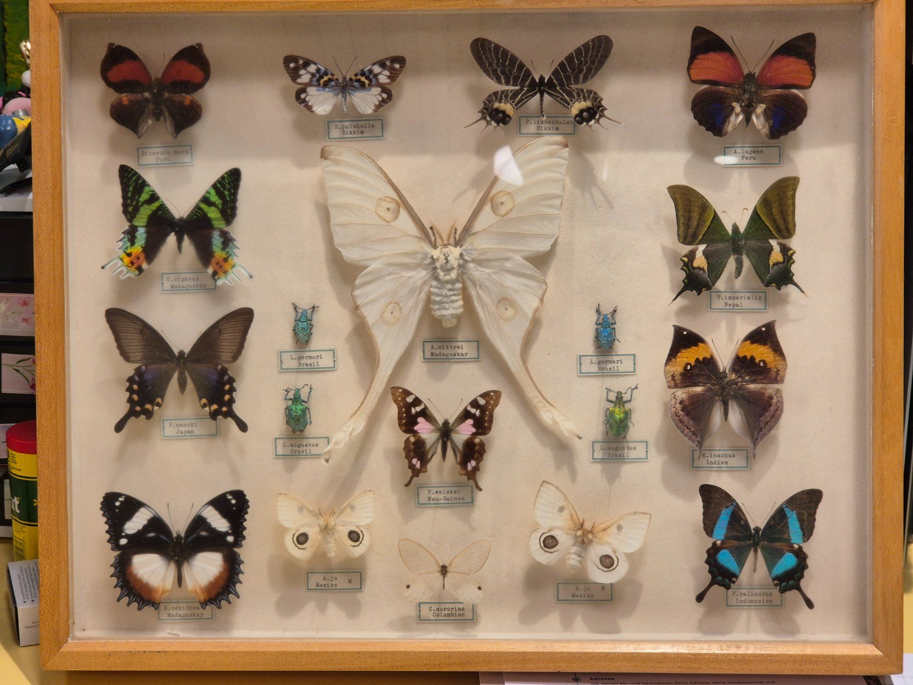 Il mondo degli animali: Holzvitrine mit Schmetterlingen – Usato da Nidau venduto da Le_Morgy