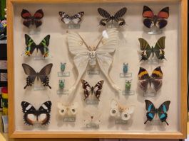 Holzvitrine mit Schmetterlingen