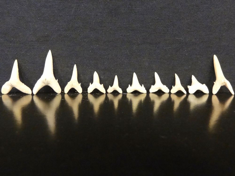 6 Kleine Fossile Haifischzähne – Ca. 2-3 Cm, 60 Mio. Jahre Alt, Aus Marokko – Perfekt Zum Sammeln & Basteln