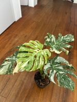Monstera Thai Constellation💚