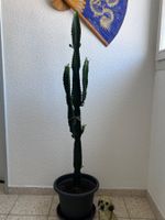 Euphorbia Kakteen 🌵 Zimmerpflanze 👍🏼 0767-742642