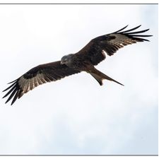 Profile image of Boite