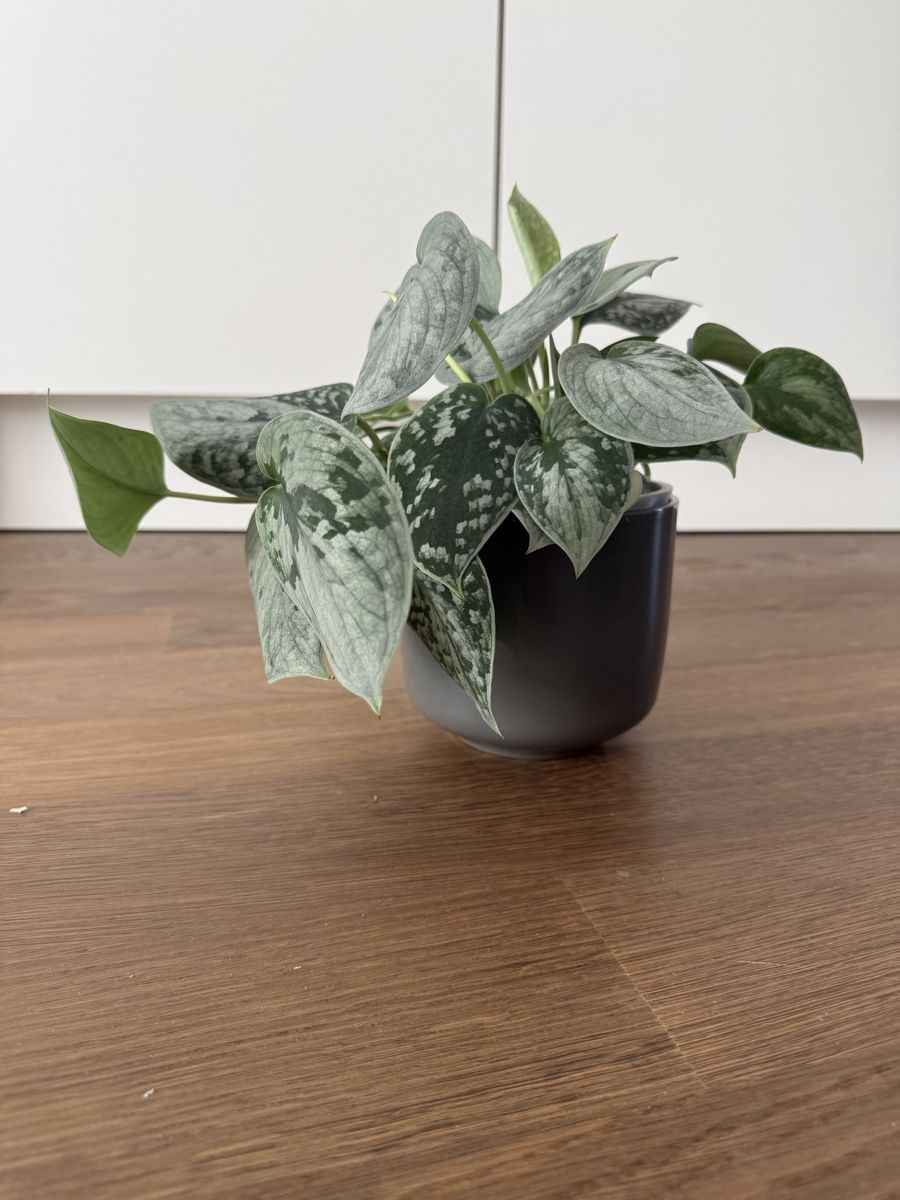 Piante & sementi: Scindapsus Silvery Ann – Usato da Zürich venduto da bau_d56d 1