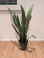 Sansevieria Zimmerpflanze