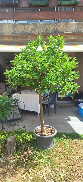 Pflanzen & Samen: Orangenbaum – Gebraucht aus Madiswil von Oleander2