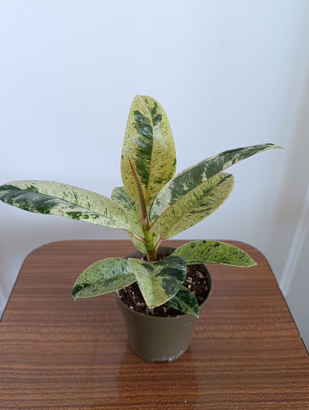 Piante & sementi: Ficus Shivereana Moonshine – Usato da Baar venduto da L.isa28 3