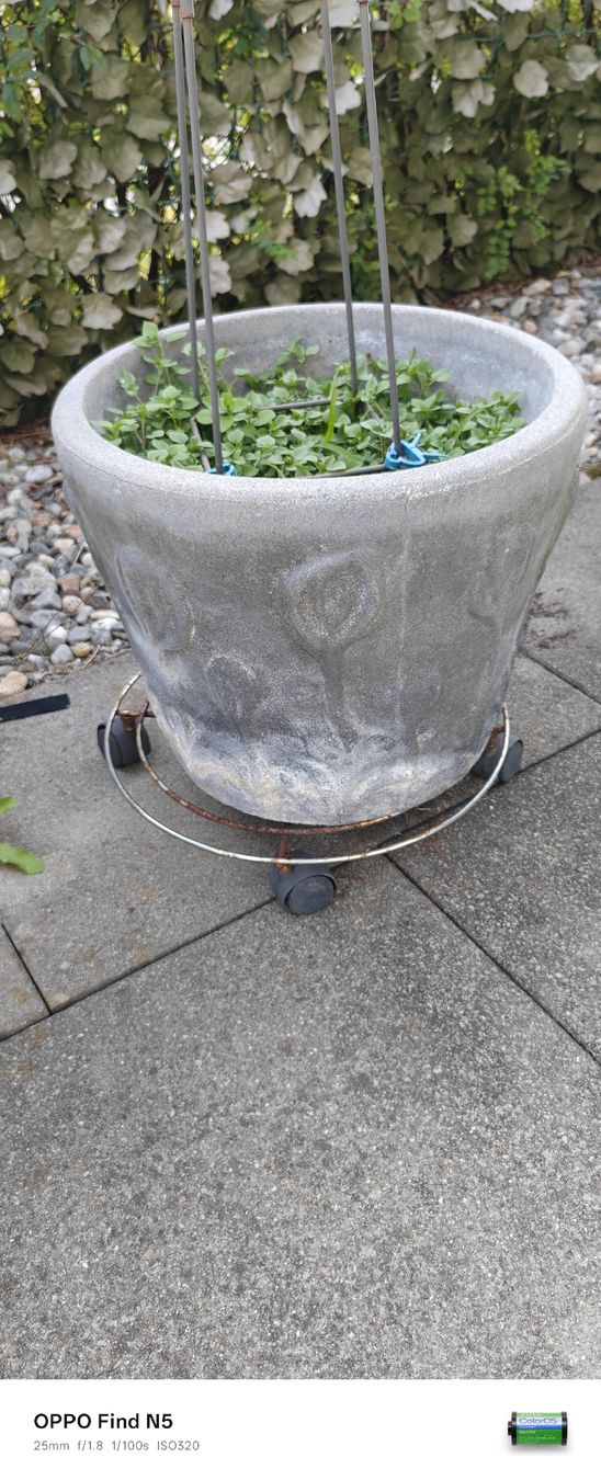 Blumentöpfe: Blummentopf ( ca.38cm ) – Gebraucht aus stallikon von Dalacoke 1