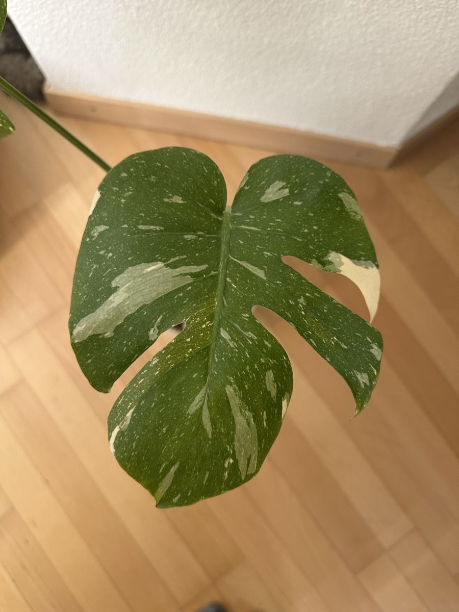 Pflanzen & Samen: Monstera Thai Constellation✨ – Gebraucht aus Bülach von Nanuk123 1