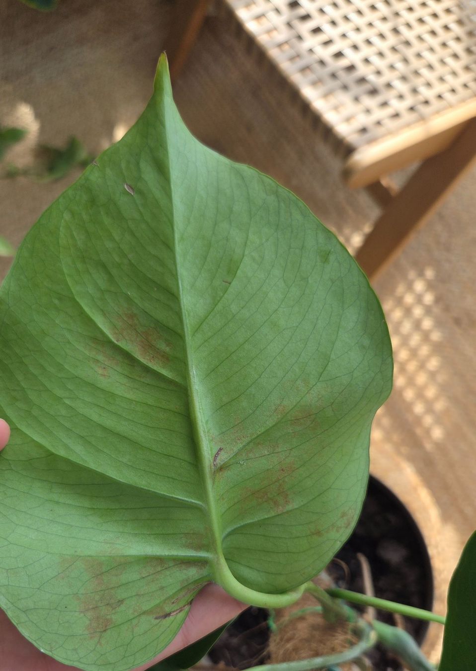 Pflanzen & Samen: Kleine Monstera (ca. 40cm) – Gebraucht aus Zürich von wile_coyote 3