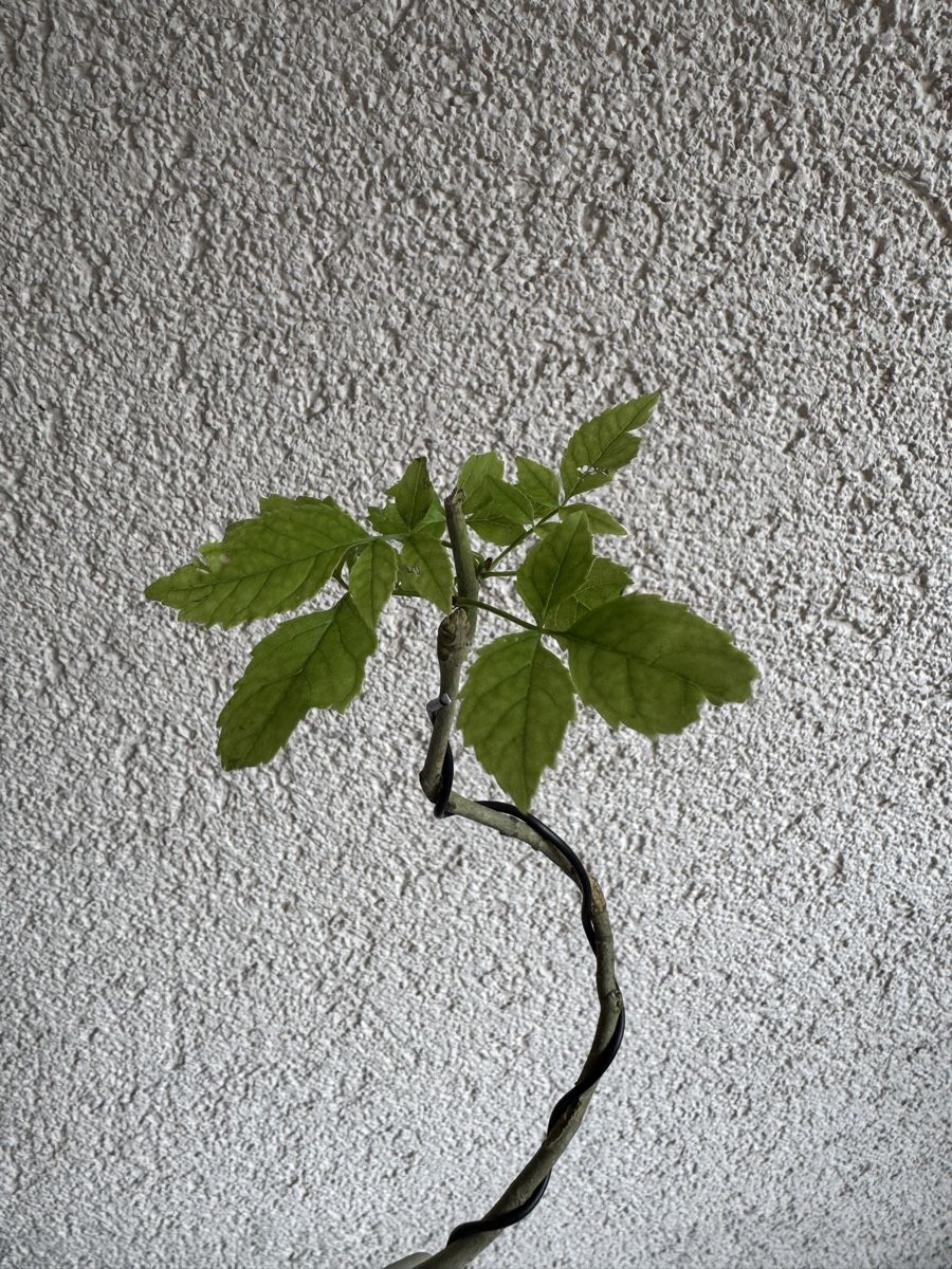 Plantes & graines: Eschen Bonsai im Topf – D'occasion à Rümlang par Gruseh.ch 4