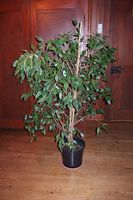  Schöne Birkenfeige (Ficus benjamina)