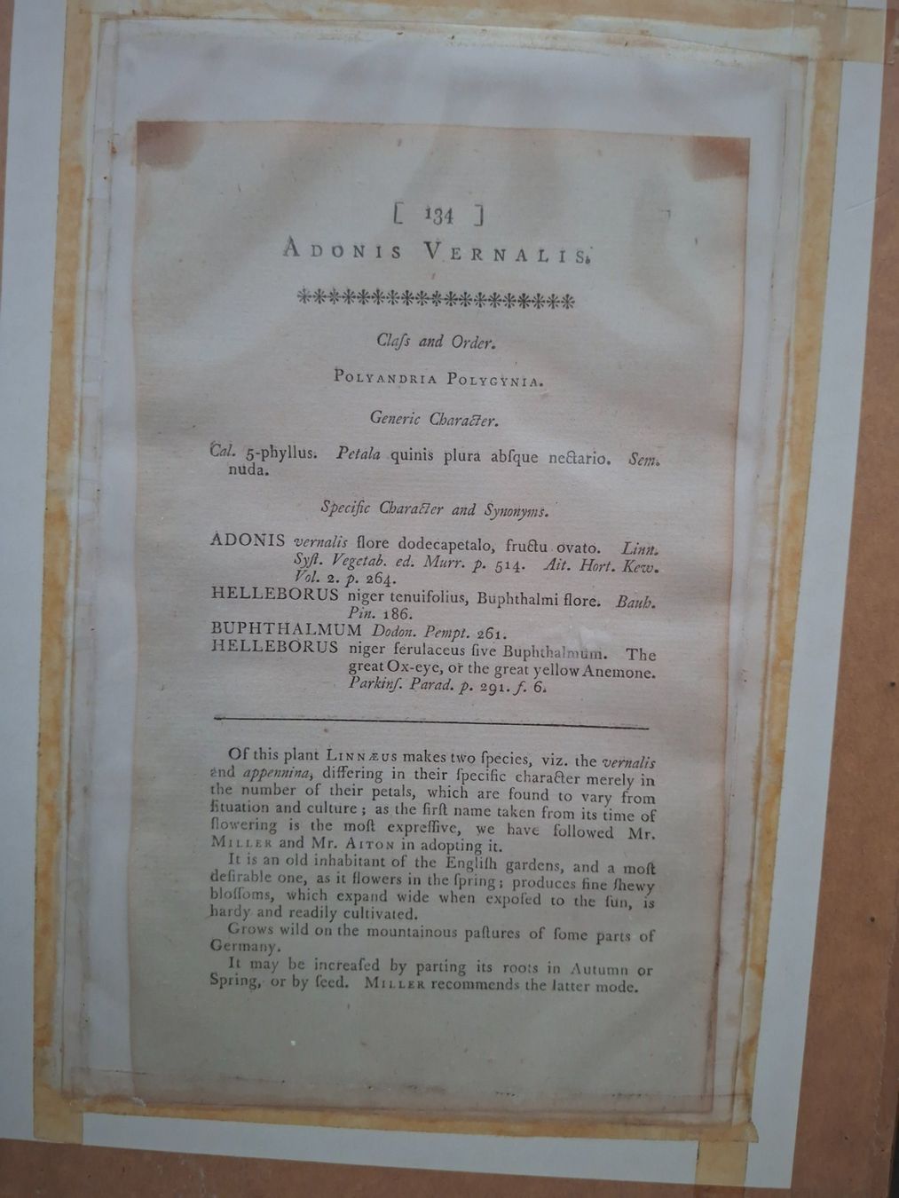 Incisioni: 2 Antike botanische Stiche - 1789, 1790 – Usato da Baldegg venduto da collect.hub 6