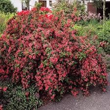 Piante & sementi: Weigelia Bristol Ruby 15-20cm – Nuovo (secondo la descrizione) da Bremblens venduto da FIBONACCI369 3