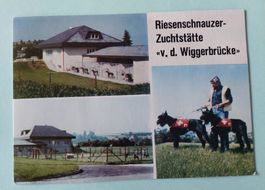 AK Riesenschnauzer - Zuchtstätte v.d. Wiggerbrücke