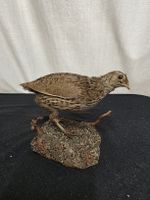 Wachtel Figur auf Sockel gut erhalten 14 cm Vogel