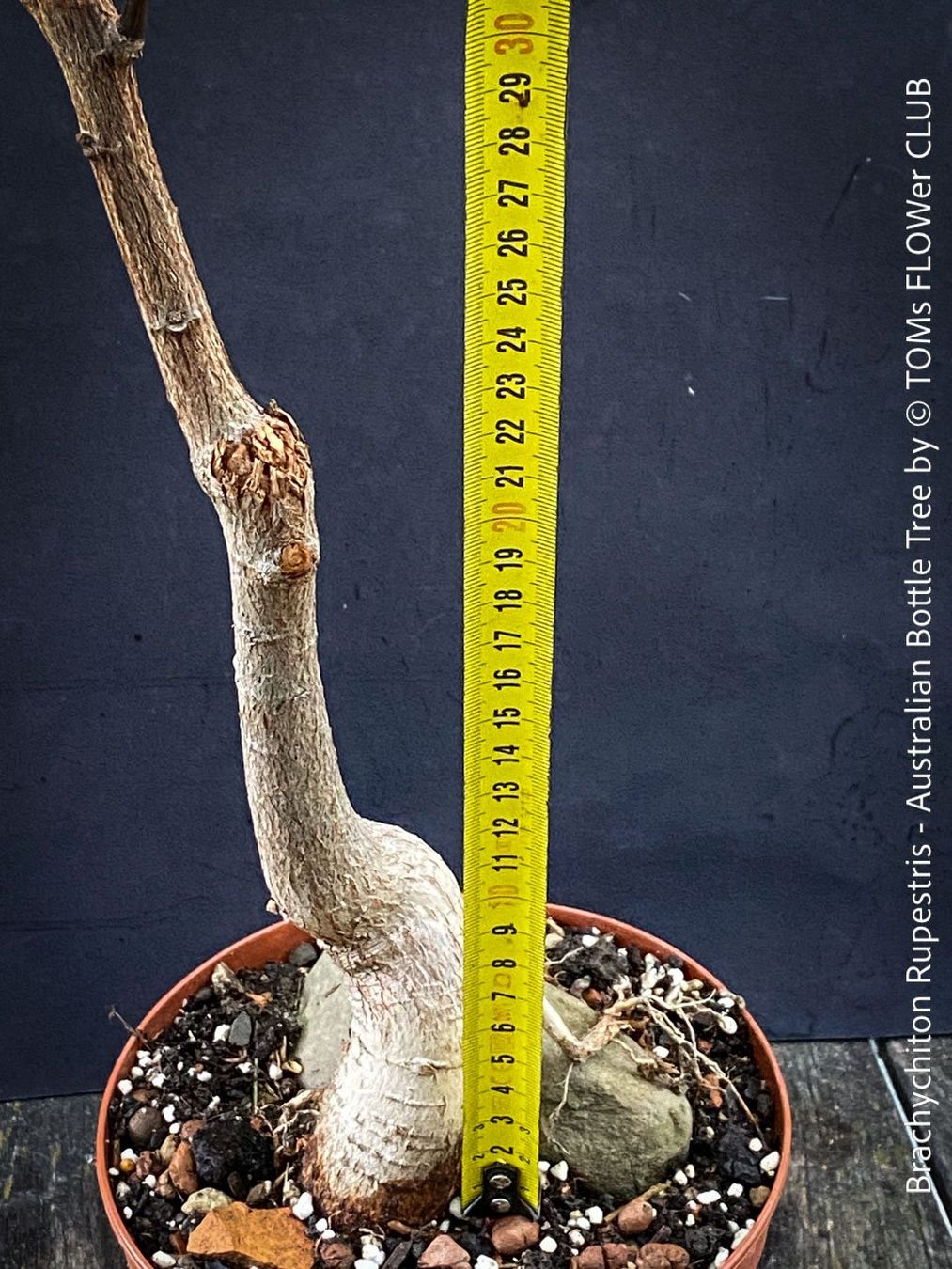 Piante & sementi: Brachychiton Rupestris - australischer Flaschenbaum – Nuovo e nell'imballaggio originale da Adliswil venduto da MarkyForest 7