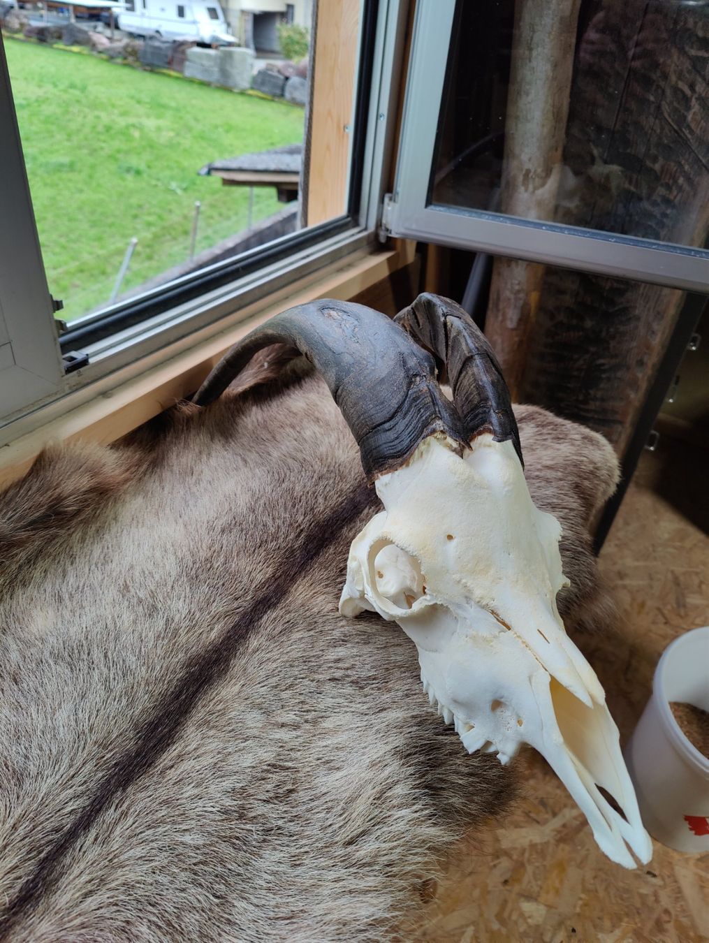 Sonstiges zum Sammeln & Seltenes: Geissbock – Gebraucht aus Kaltbrunn von Reimin85 1