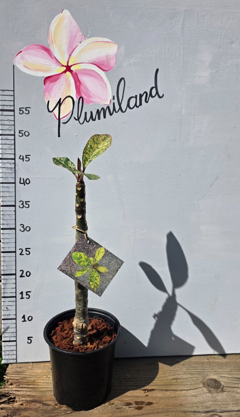 Piante & sementi: Plumeria / Frangipani Variegata – Usato da St.Erhard venduto da Plumilandschweiz 1