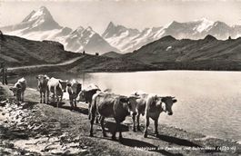 Grindelwald BE Bachalpsee mit Kühen und Schreckhorn