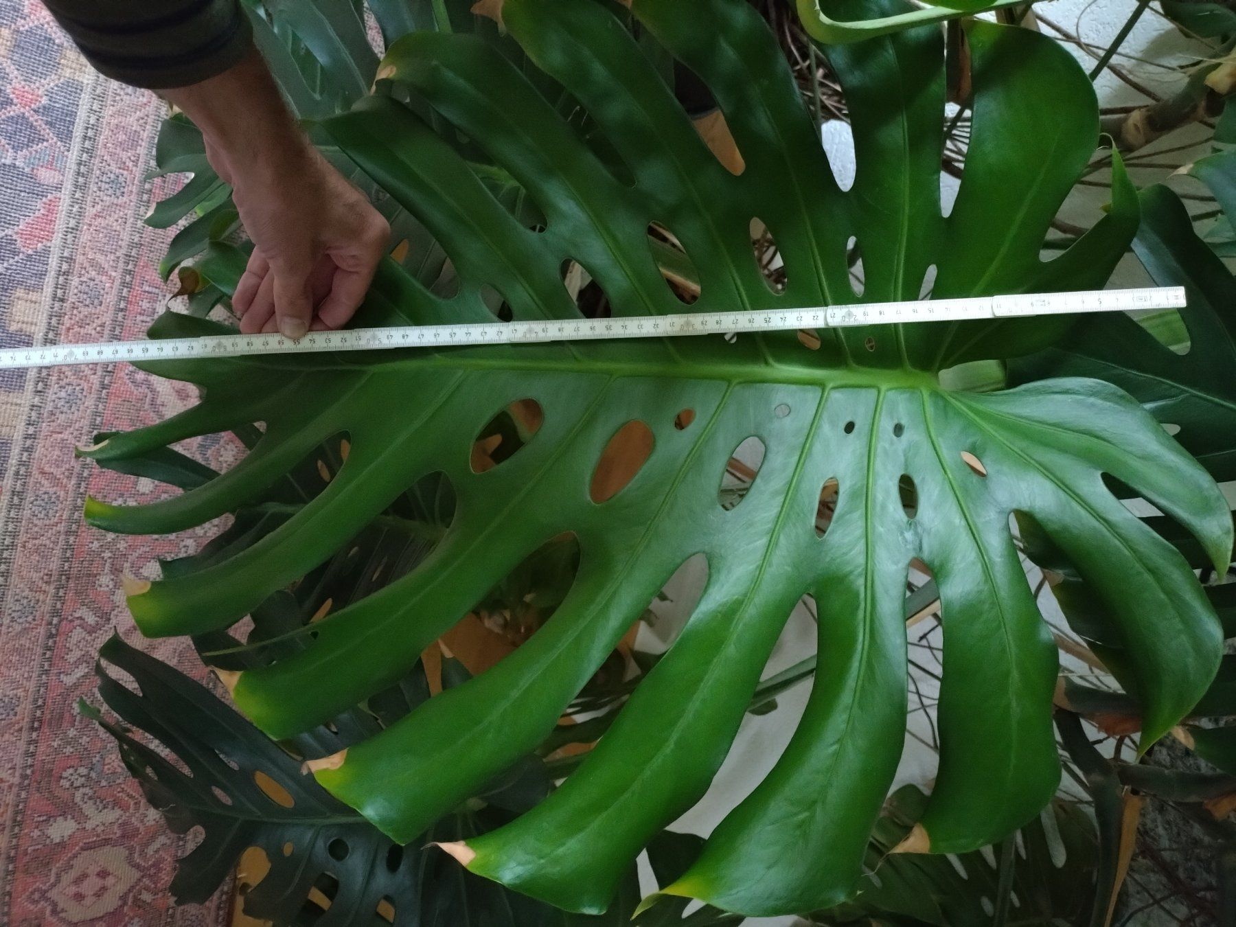 Pflanzen & Samen: Monster Monstera – Gebraucht aus Münchenstein von turteltaub 1