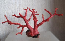 Wunderschöne seltene rote Mediterraner Koralle 31 Gramm,Top!
