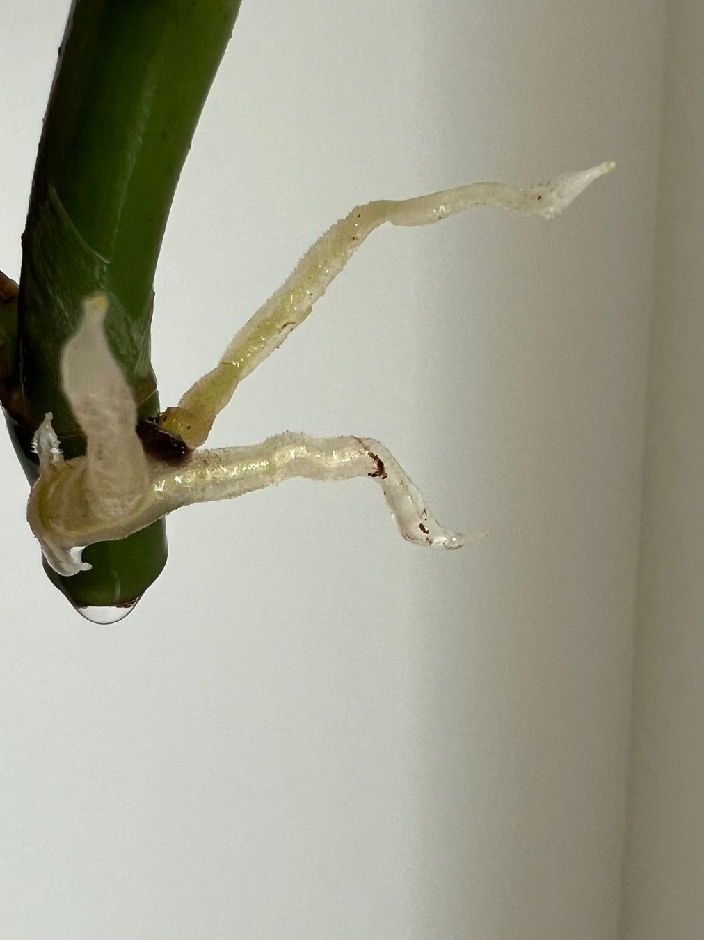 Pflanzen & Samen: Monstera minima Kopfsteckling – Gebraucht aus Glattpark(Opfikon) von ste_n99y 2