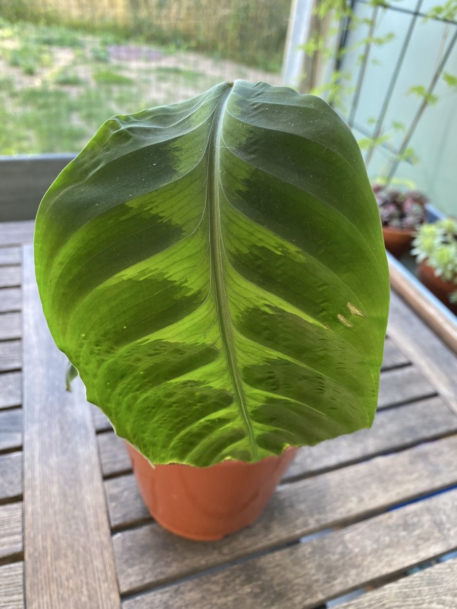 Pflanzen & Samen: Calathea warscewiczii – Gebraucht aus Alchenflüh von smart- 2