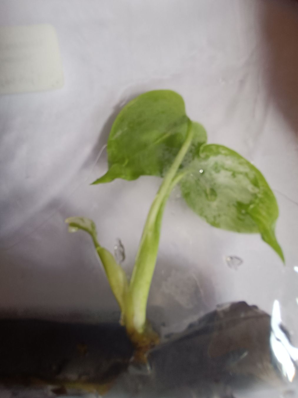 Plantes & graines: monstera Devil TC  – Neuf avec emballage d'origine à St-Aubin-Sauges par may_2yrv 3