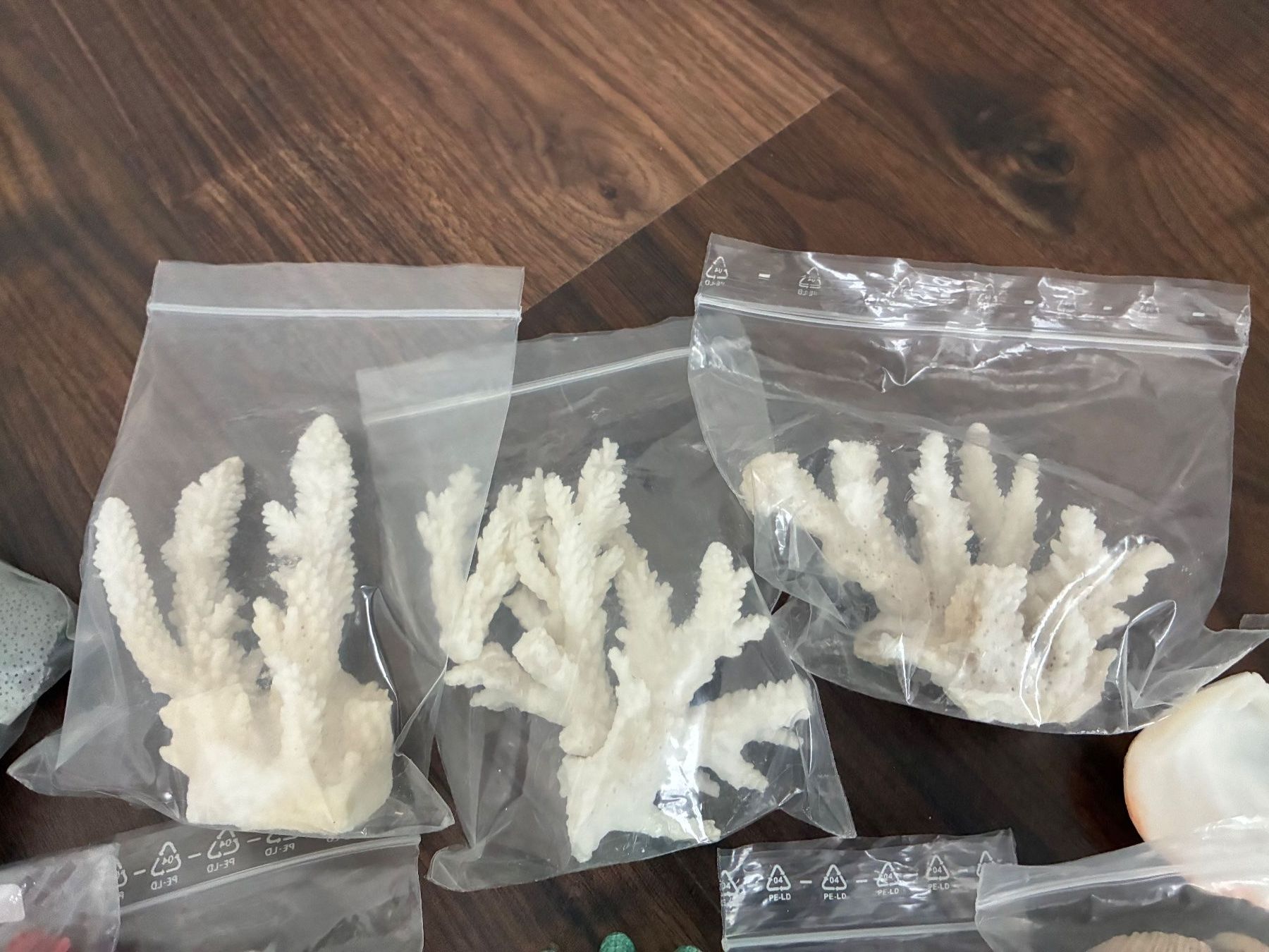 Fossili: Muschelset Diverses – Usato da Frick venduto da sandra037 1
