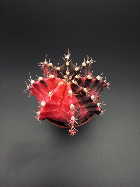 Gymnocalycium mihanovichii variegata | Kaufen auf Ricardo