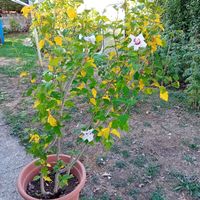 Hibiskus-Staude, ca. 1.70 hoch
