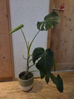 Monstera Deliciosa Zimmerpflanze