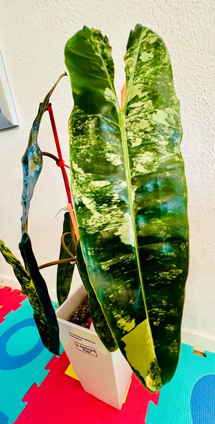 Piante & sementi: Philodendron Billietiae variegated – Usato da Zofingen venduto da Erfolg1957 3