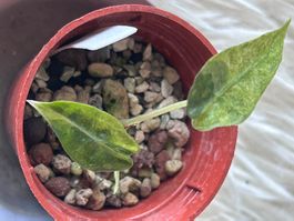 Alocasia Polly Aurea