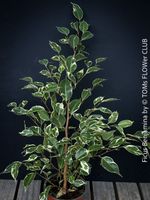 Ficus Benjamina Variegata - eleganter panaschierter Ficus