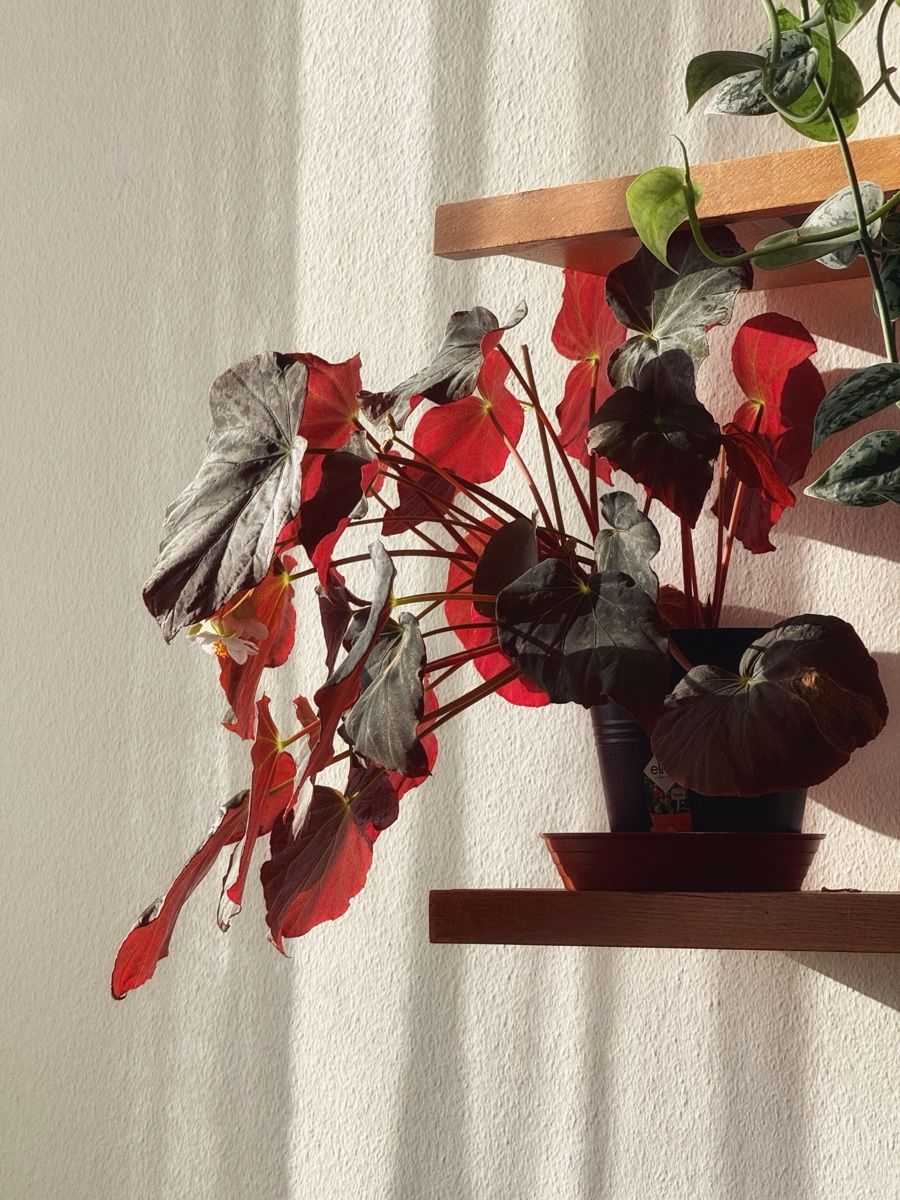 Piante & sementi: Begonia Pavonina – Nuovo (secondo la descrizione) da Bern venduto da Lucas_Ma 6