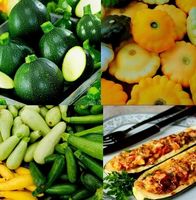 XL Zucchini Mix: 20 Samen : ZUCCHINI KLASISCH, RUND, LANG...